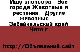 Ищу спонсора - Все города Животные и растения » Другие животные   . Забайкальский край,Чита г.